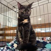 Thumbnail photo of Papaya #1