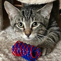 Thumbnail photo of Bowie #4