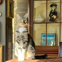Thumbnail photo of Kitty, Queen of Sass #3