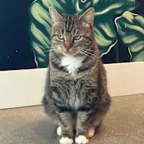 Thumbnail photo of Kitty, Queen of Sass #4
