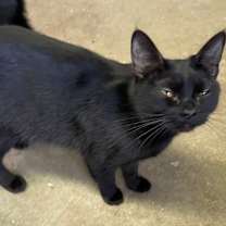 Thumbnail photo of Whozit #2