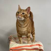 Thumbnail photo of Jojo #2