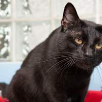 Thumbnail photo of Nelson #4
