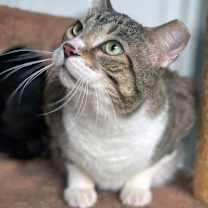 Thumbnail photo of Moolah #1