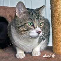Thumbnail photo of Moolah #3