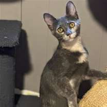 Thumbnail photo of Chloe #2