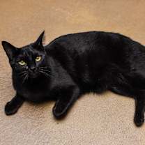 Thumbnail photo of Samba #1
