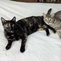 Thumbnail photo of Kitkat #2