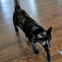 Thumbnail photo of Kitkat #3