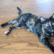 Thumbnail photo of Kitkat #4