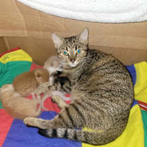 Thumbnail photo of Coco #1