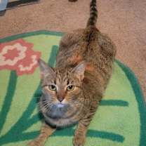 Thumbnail photo of Coco #2