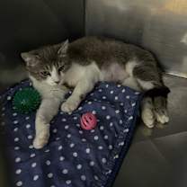 Thumbnail photo of Phaedra #4