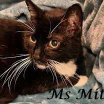 Thumbnail photo of Ms Mitzy at Martinez Pet Food Express   May 24th #3