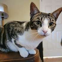 Thumbnail photo of Artemis #1