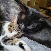 Thumbnail photo of Artemis #2