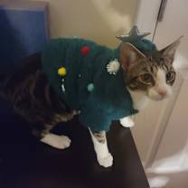Thumbnail photo of Artemis #3