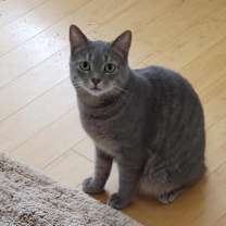 Thumbnail photo of Milo #1