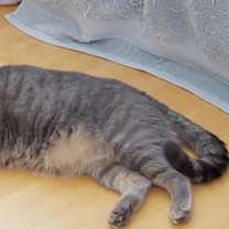 Thumbnail photo of Milo #2