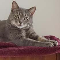 Thumbnail photo of Milo #3