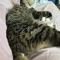 Thumbnail photo of Moses #2