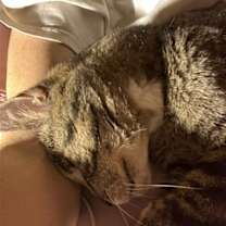 Thumbnail photo of Moses #3