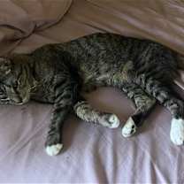 Thumbnail photo of Moses #4