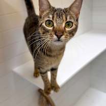 Thumbnail photo of Cookie #1