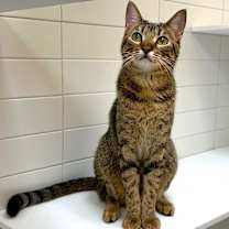 Thumbnail photo of Cookie #2