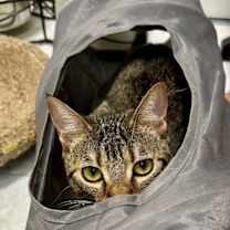 Thumbnail photo of Cookie #3
