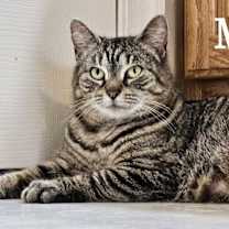 Thumbnail photo of Tigris #2