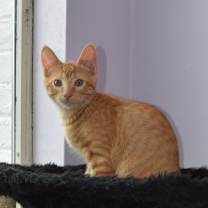 Thumbnail photo of Topi (Bonded with Tipi) #1
