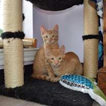 Thumbnail photo of Topi (Bonded with Tipi) #2