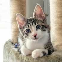 Thumbnail photo of Chandler #2