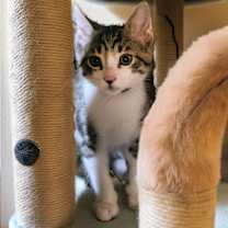 Thumbnail photo of Chandler #3