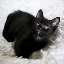 Thumbnail photo of Jujube #3