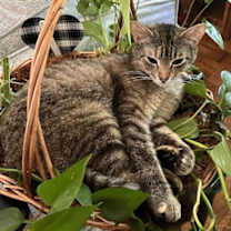 Thumbnail photo of LILLIAN #2