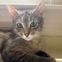 Thumbnail photo of LILLIAN #1