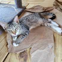 Thumbnail photo of Blinker (2516457) #1