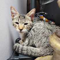 Thumbnail photo of Blinker (2516457) #2