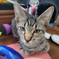 Thumbnail photo of Blinker (2516457) #3