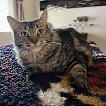 Thumbnail photo of Statler #1