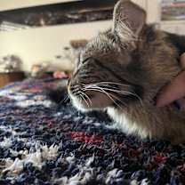Thumbnail photo of Statler #2