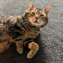 Thumbnail photo of Tommy #4