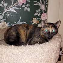 Thumbnail photo of Annabelle #3