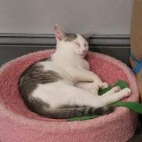 Thumbnail photo of Sylvie #2