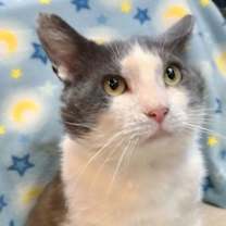 Thumbnail photo of Gordito #4