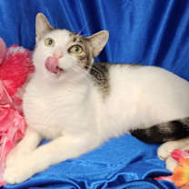 Thumbnail photo of Snow #spunky-four #3