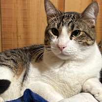 Thumbnail photo of Lenny #2