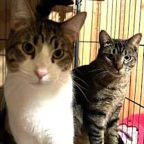 Thumbnail photo of Lenny #3